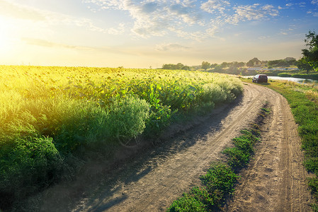 乡间公路旁的向日葵开田地图片