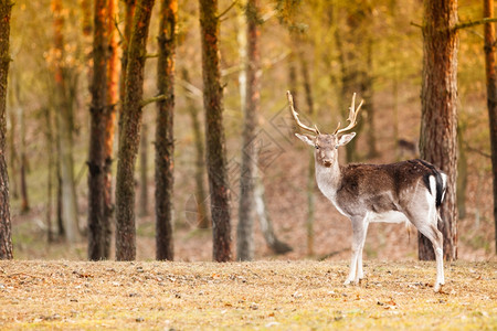秋天的年轻雄鹿红坠落森林自然栖息地中的动物自然美图片