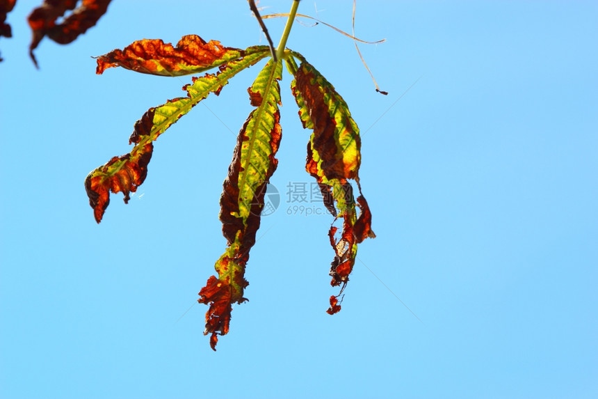 自然环境中明亮的秋天叶落下木栗树与蓝天对立图片