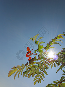 一棵树上秋红的山莓蓝天背景的自然降生罗万伯利灰莓图片