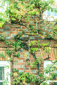 英格兰绿树枝覆盖的窗户和房屋砖墙图片