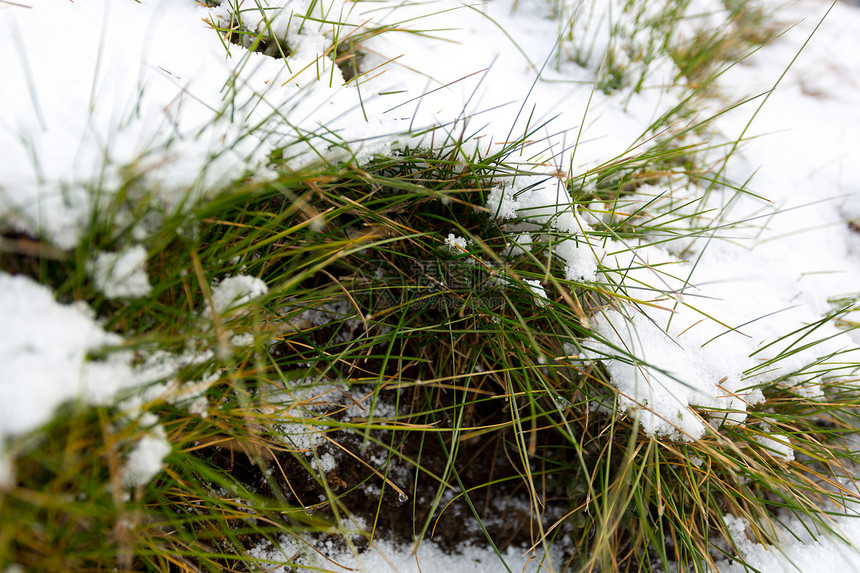 冰雪覆盖青绿草的热照片图片