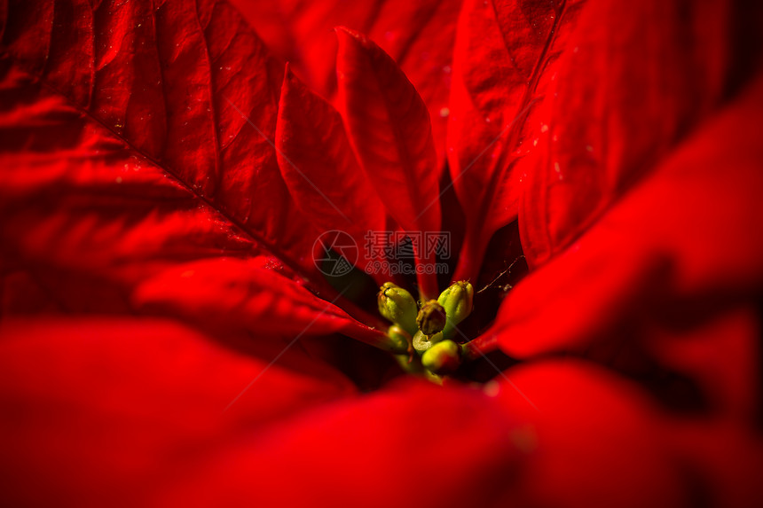 红番茄花和叶子的宏观照片图片