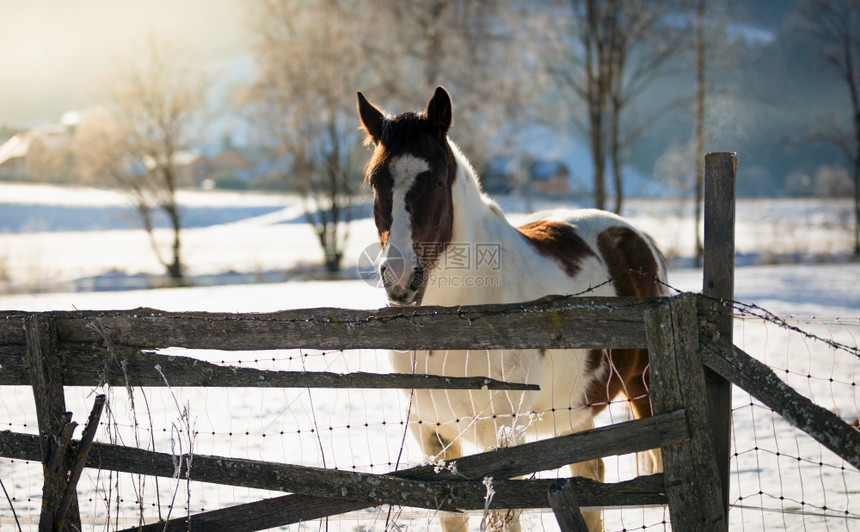 雪覆盖的田野上美丽白马和棕图片