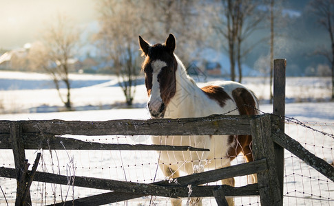 雪覆盖的田野上美丽白马和棕图片