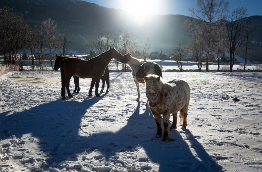 冬日阳光明媚农场外门照片在冬季阳光明日马匹上铺的农场图片