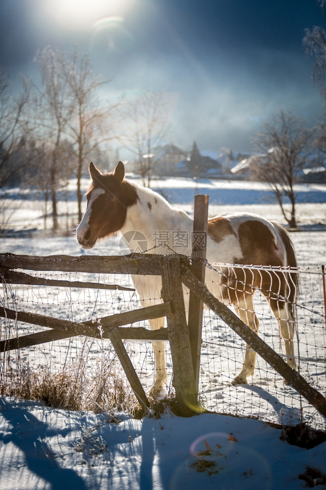 美丽的棕色白马在农场雪覆盖着图片