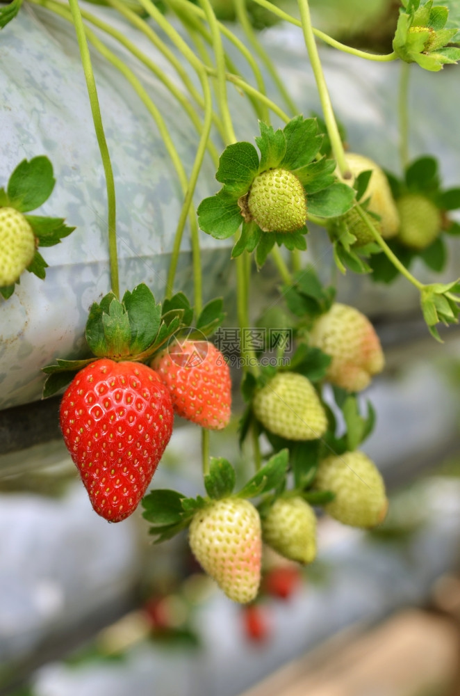 马来西亚根廷草莓农场种植面积的增长图片