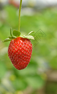 马来西亚根廷草莓农场生长情况图片