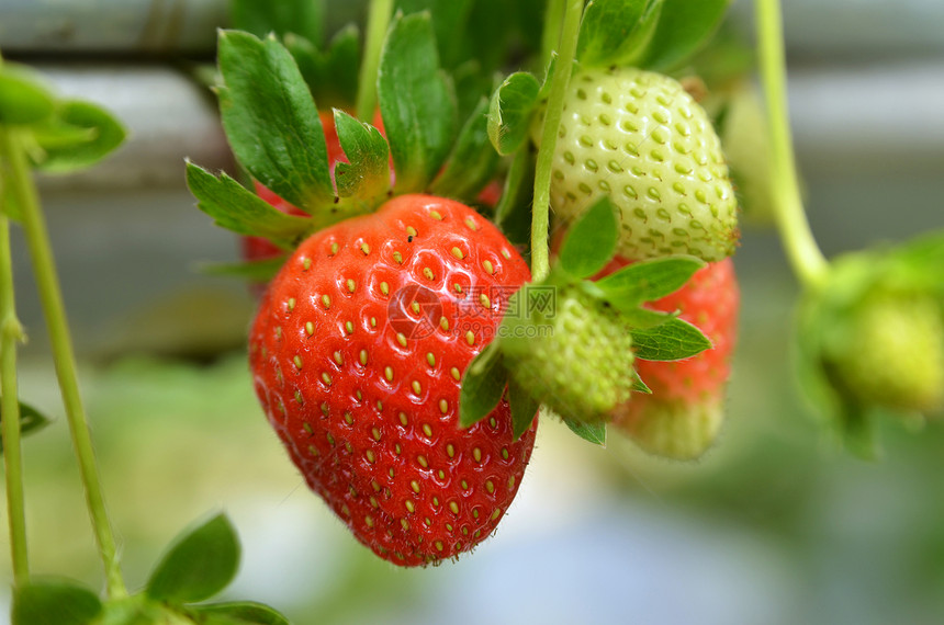 马来西亚根廷草莓农场生长情况图片