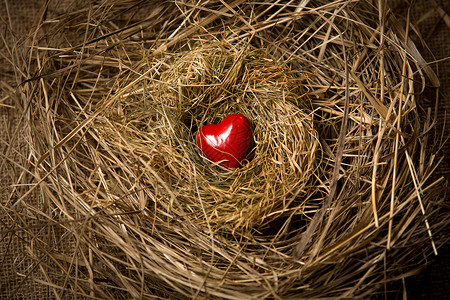 小红心躺在鸟巢中的小红心图片