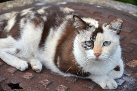 近身的街头猫野家畜可爱的条纹街猫图片