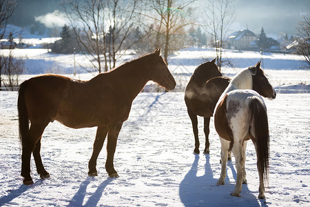 阳光明媚的天三匹美丽的马站在户外床垫上高清图片