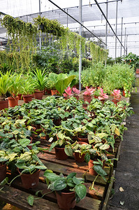 园艺中心出售的植物图片