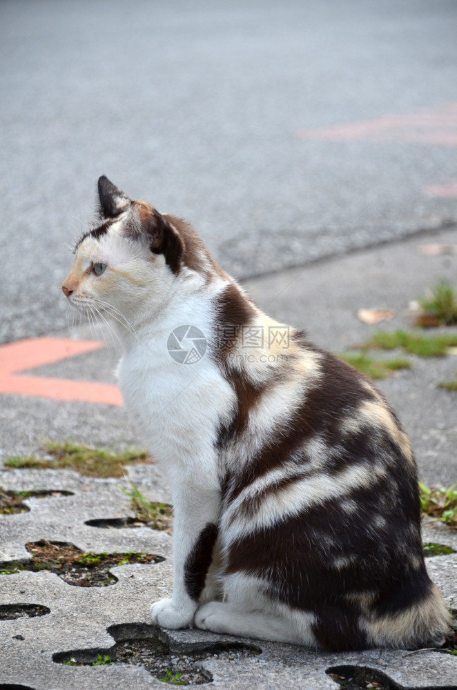 近身的街头猫野家畜可爱的条纹街猫图片