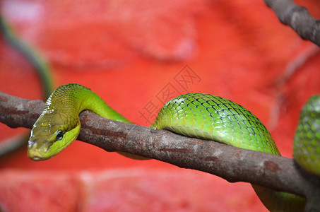 绿蛇在树枝上动绿蛇在图片