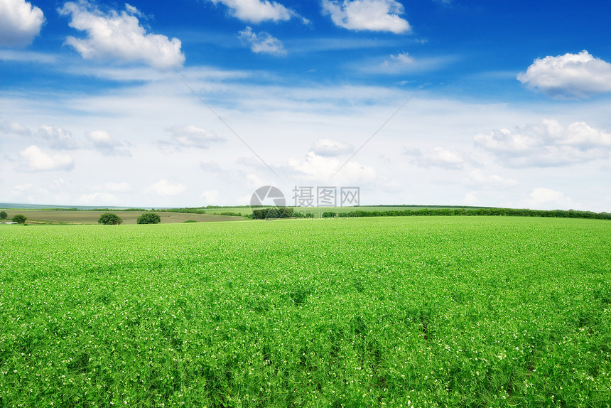 Pea田地和蓝天空图片