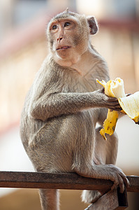 猴子香蕉灯笼猴子背景