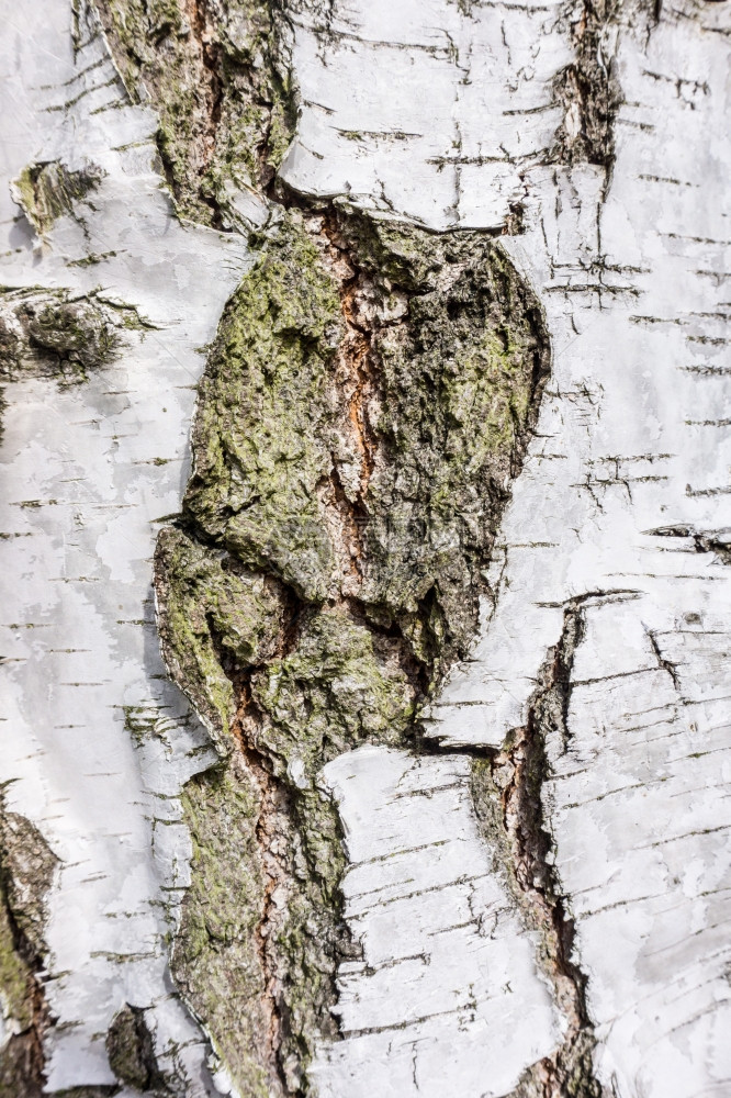 Birch树皮纹理背景图片