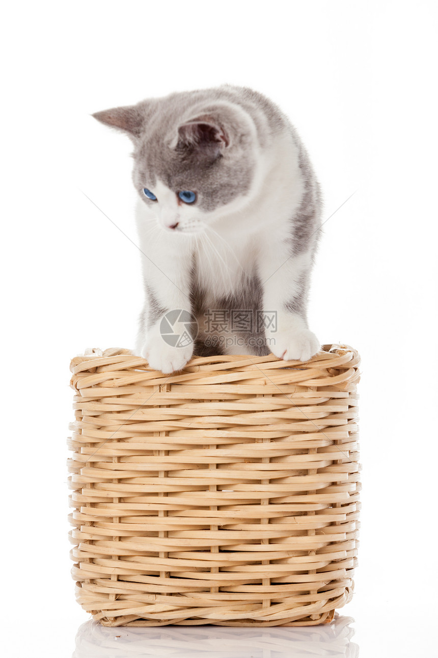 英国小猫在盒子里白色背景的可爱小猫图片