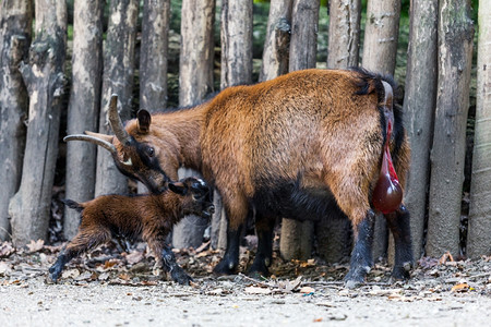 山羊和它的孩子新生儿棕色的山羊图片