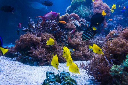 珊瑚礁海水族馆背景图片