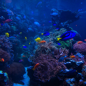 珊瑚礁海水族馆背景图片
