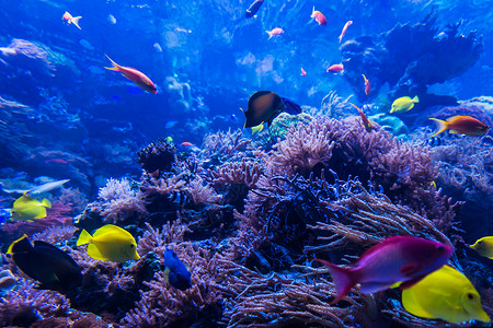 珊瑚礁海水族馆背景图片