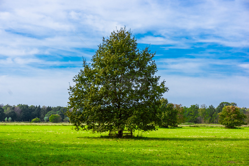 田地树木和蓝天空橡树图片