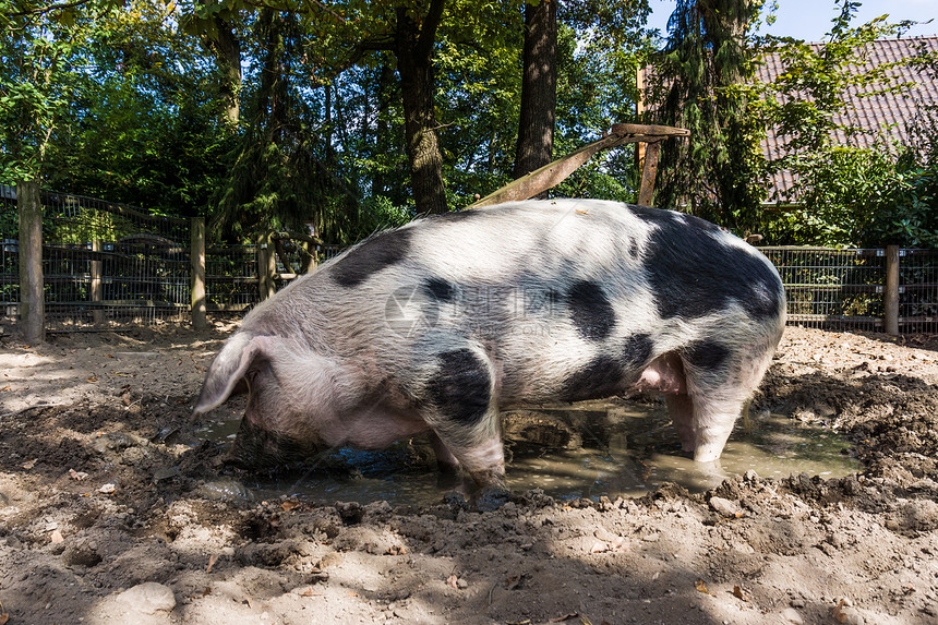 猪在泥土里大站着图片