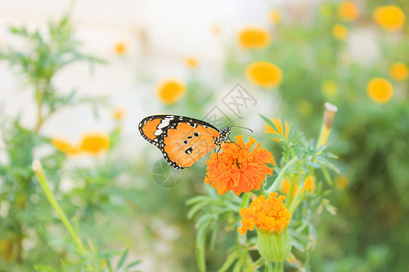 太阳背景的橙色花朵和蝴蝶图片