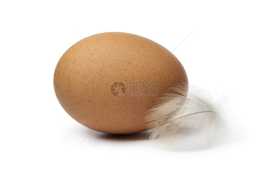 白色背景上有羽毛的新鲜棕色鸡蛋图片