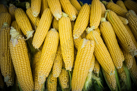 玉米成熟的谷物玉米新鲜的图片