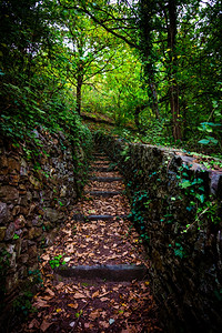 绿色森林的石头楼梯以脚攀爬的足迹图片