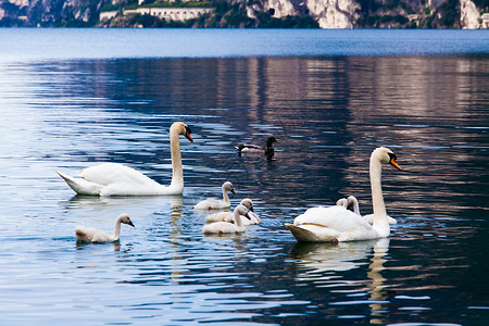 安静的天鹅家庭美丽的小天鹅在湖里背景图片