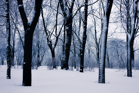 公园的雪树背景图片