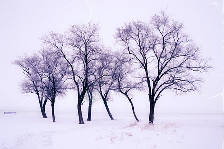 公园中雪树的回溯风格图像图片