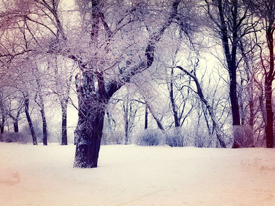公园雪树照片背景图片
