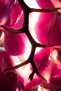 通过粉红兰花瓣照亮太阳光的宏观照片图片