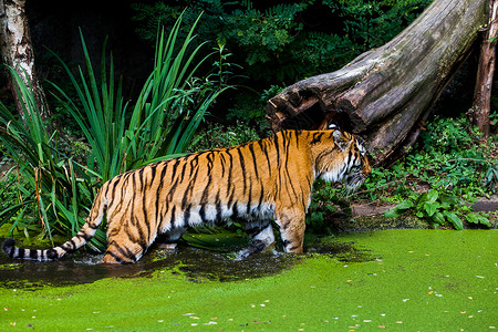 老虎在水里图片