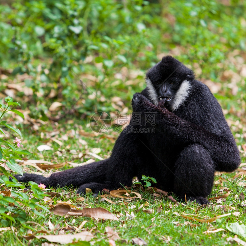 手持Gibbon图片