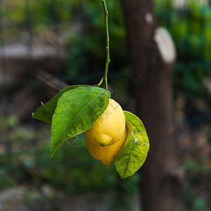 柠檬树一连串熟柠檬背景图片