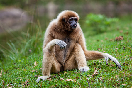 白手起家手持Gibbon背景