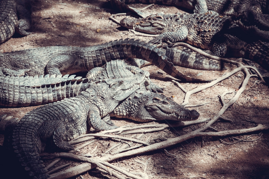 鳄鱼养殖场睡觉的鳄鱼图片