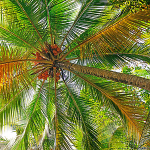 绿色椰子树叶椰树背景背景