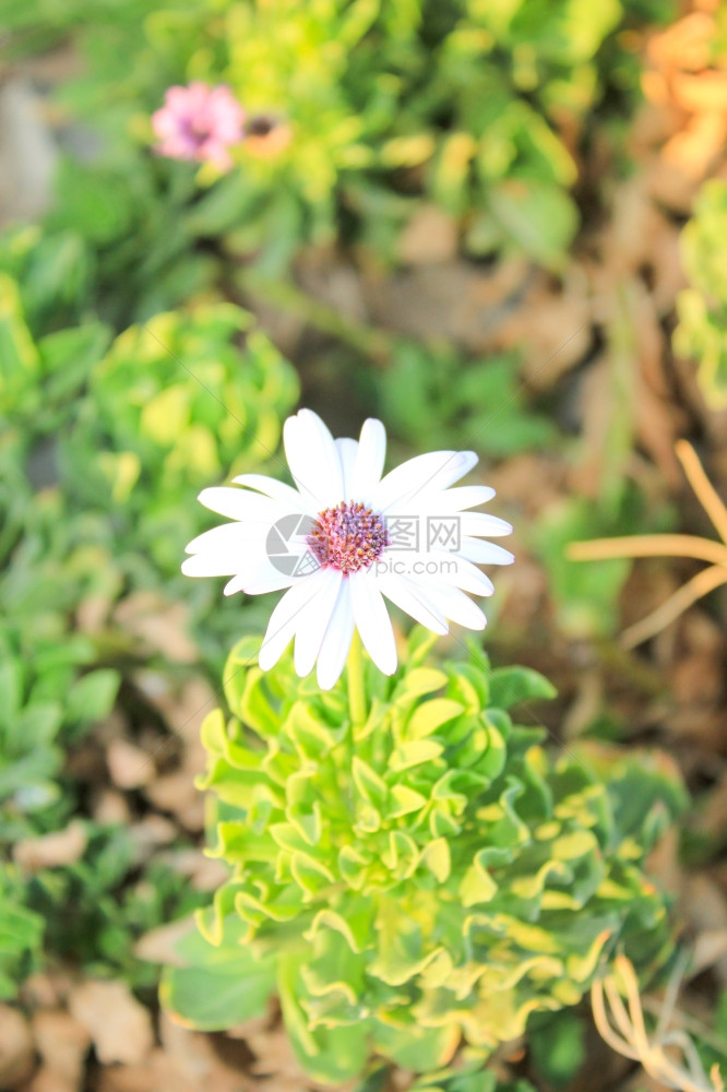 阳光明媚的白花绿背景图片