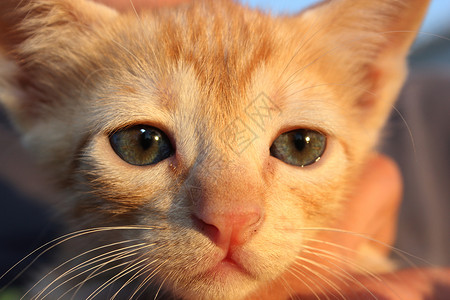 可爱的家猫红头可爱小猫高清图片