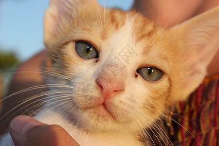 可爱的家猫红头可爱小猫图片