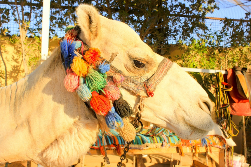 骆驼头部白独家骆驼脸部图片