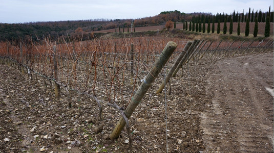 冬季位于意大利蒙塔尔西诺的Wineyard图片